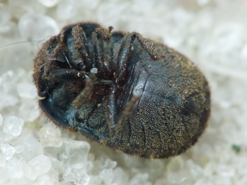 Odontoscelis (Obscuromorpha) hispidula (Jakovlev, 1874)